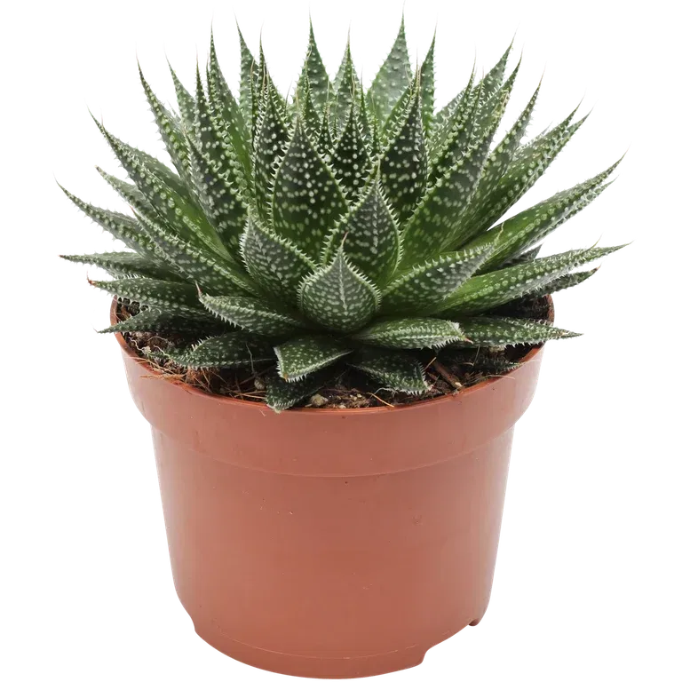 Børstealoe