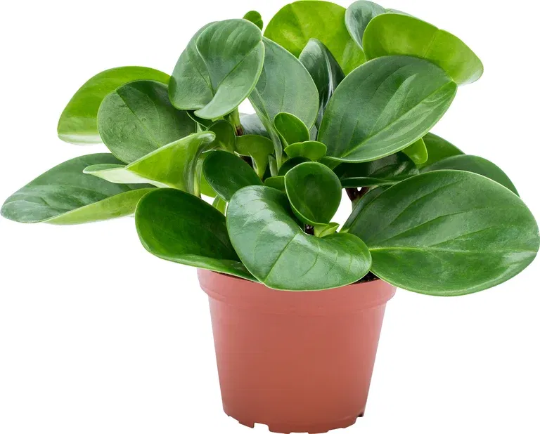 Peperomia obstusifolia 'Green'
