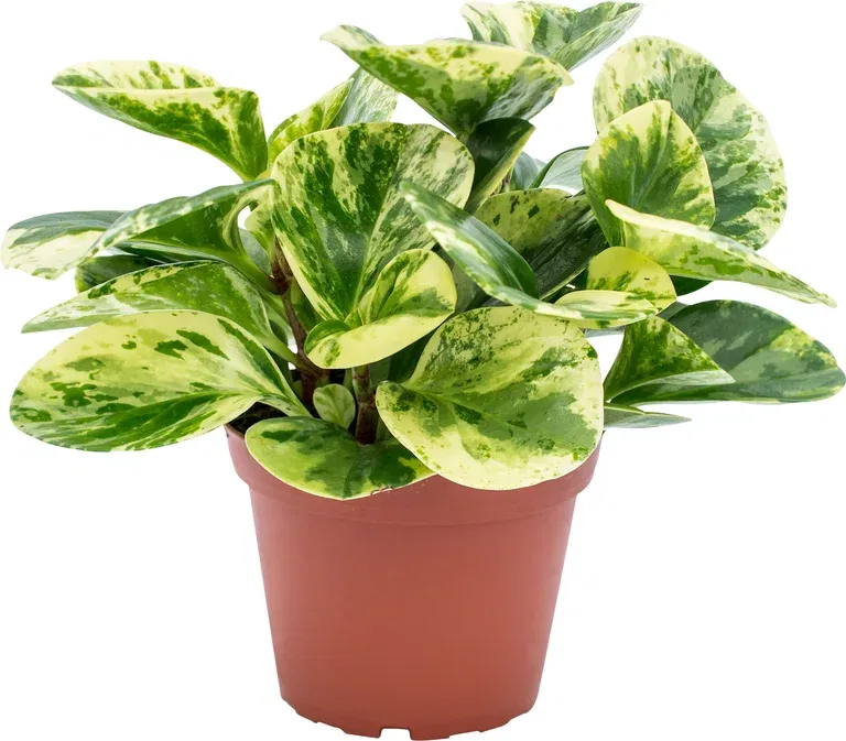 Peperomia obtusifolia 'Green Gold'