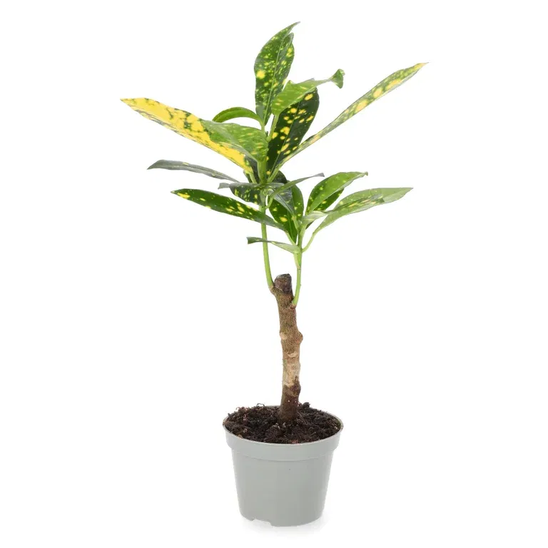 Codiaeum 'Aucubaefolia' 6 cm