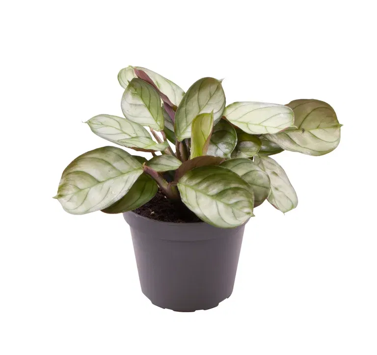 Bønneplante mini