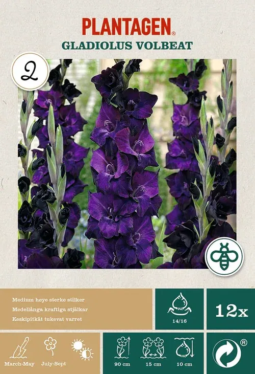 Gladiol 'Volbeat’