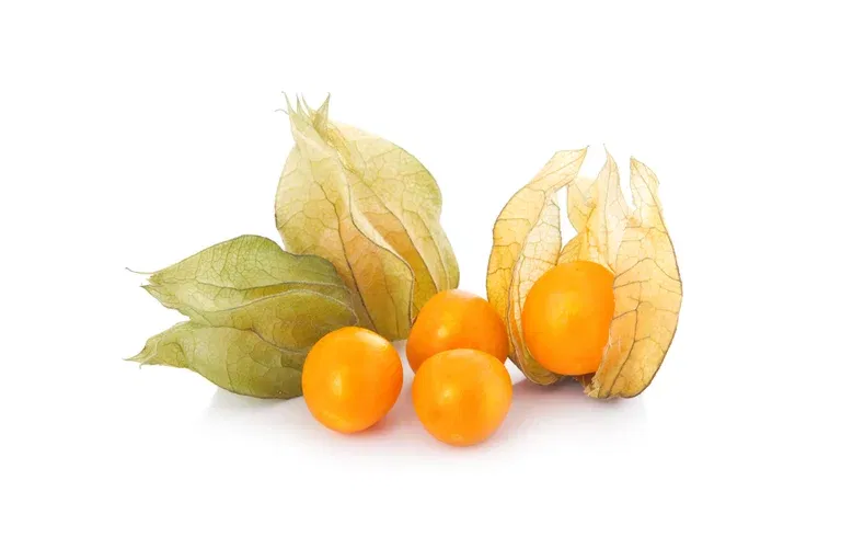 Barbadoslykt ‘Little Lantern’