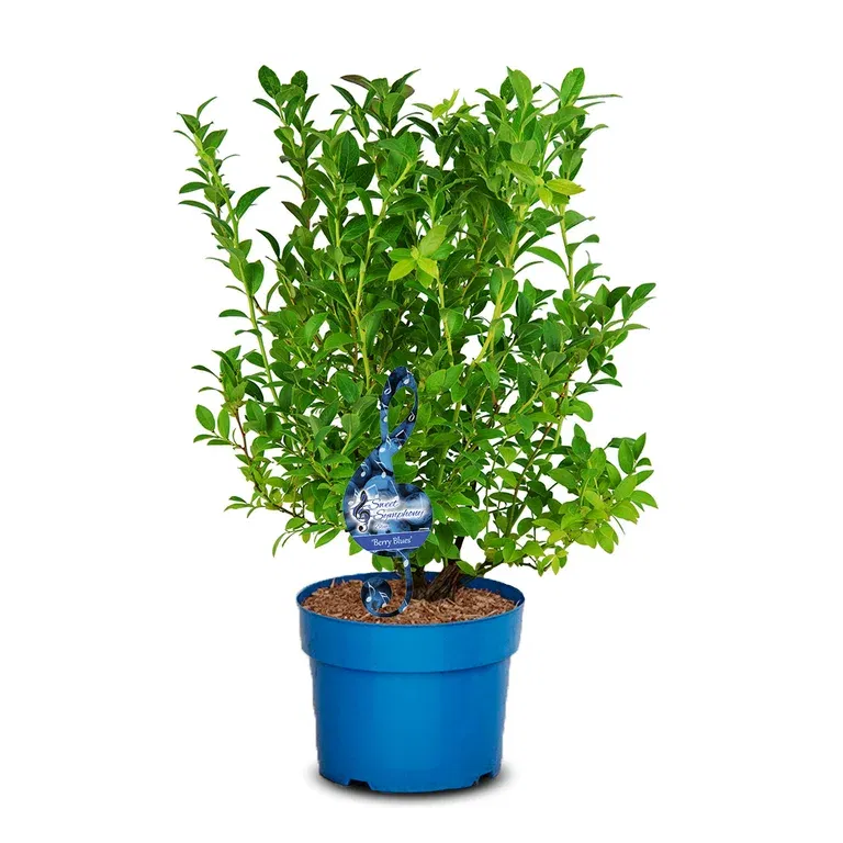 Hybridblåbær 'Berry Blues'