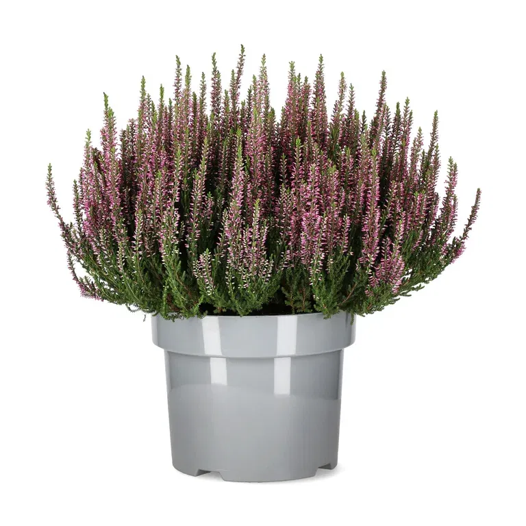 Røsslyng