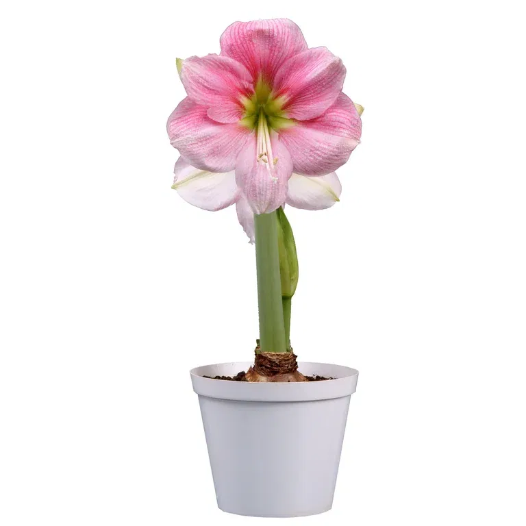 Amaryllis 'Blushing Bride'