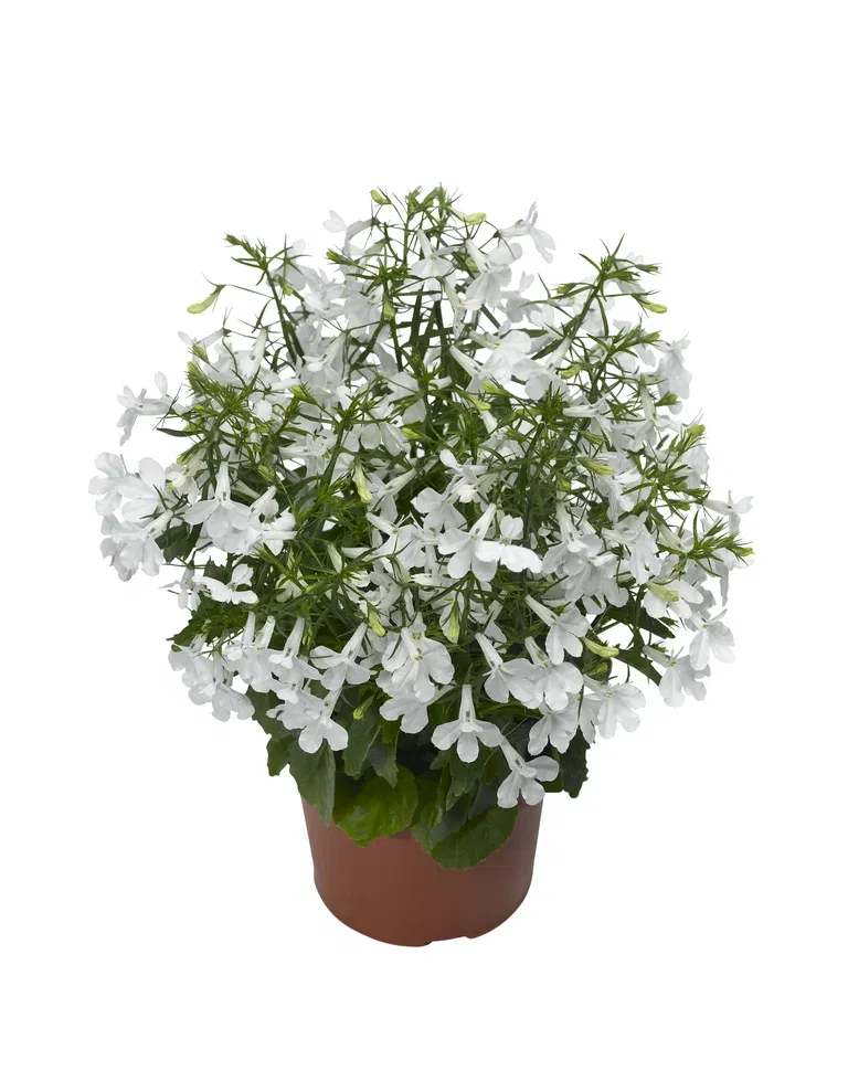 Lobelia