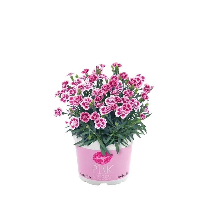 Dianthus 'Pink Kisses' 14 cm