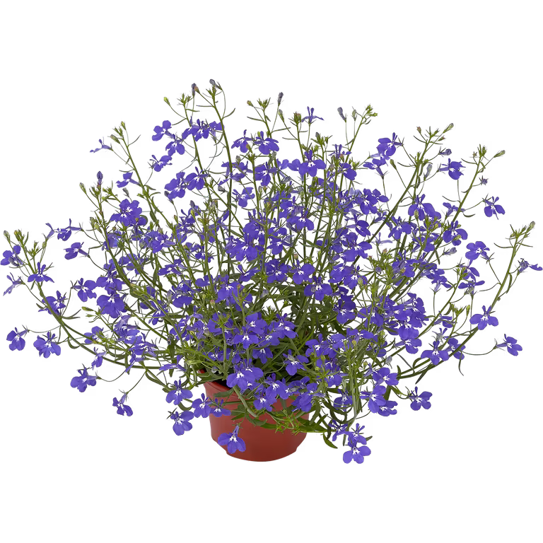 Lobelia