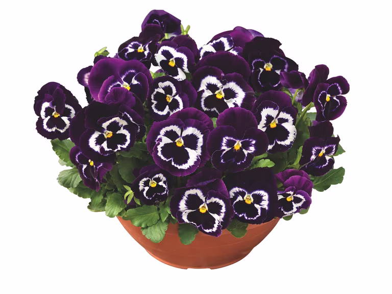 Viola big fl. bowl 27 cm