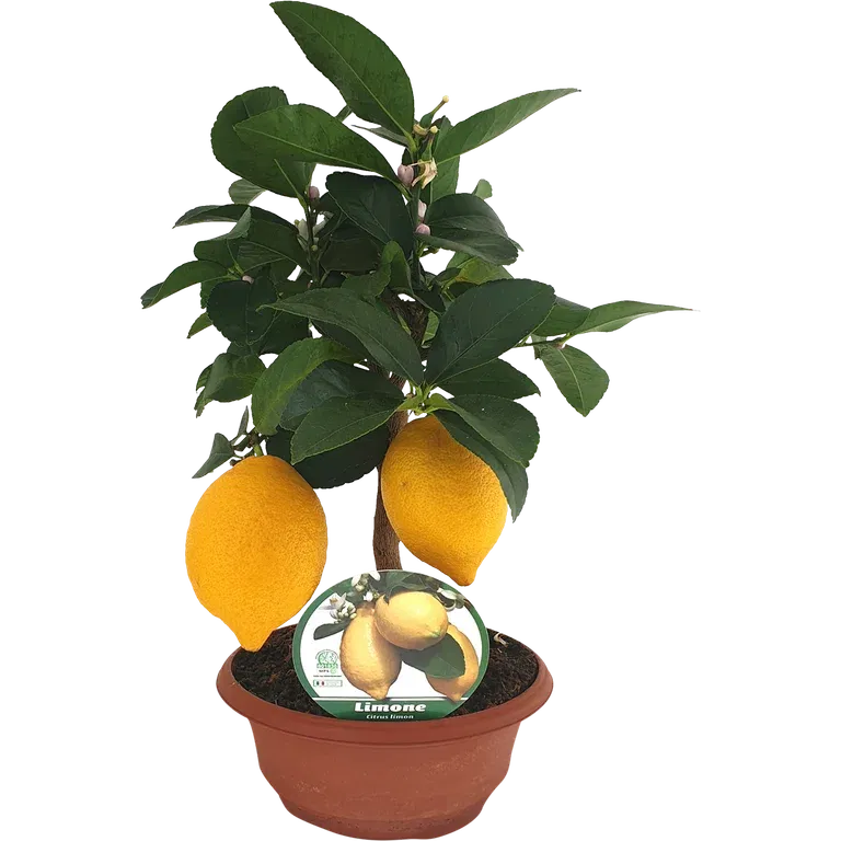 Citrus 'Lemon' bowl 23 cm