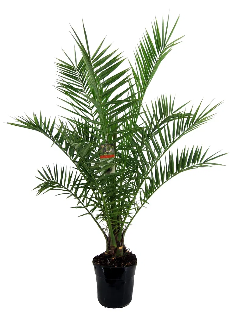 Kanaripalme