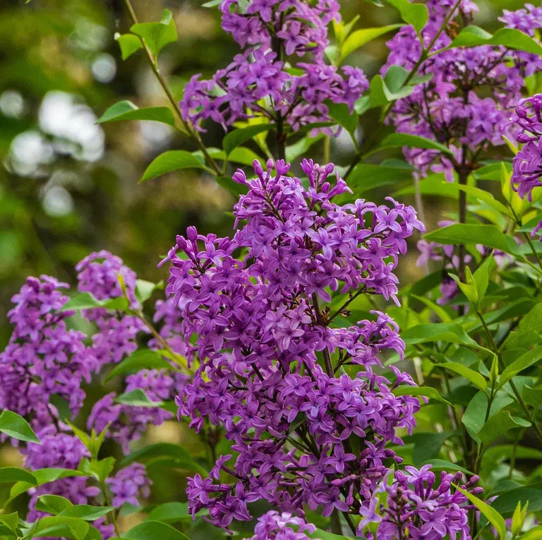 Syrin BLOOMERANG DARK PURPLE