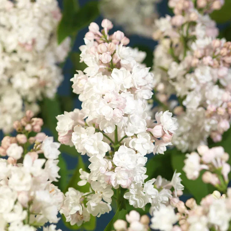 Duftsyrin 'Souvenir d'Alice Harding'