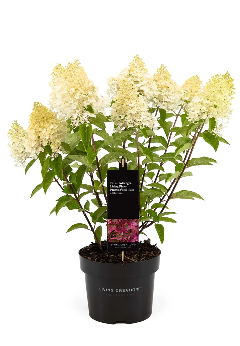 Syrinhortensia LIVING PINKY PROMISE®