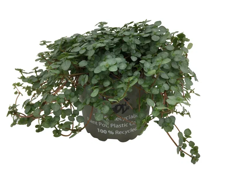 Pilea glauca 'Greyzy' 10,5 cm