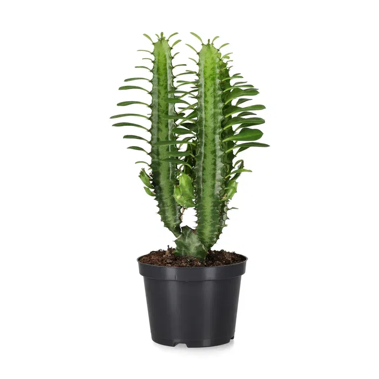 Euphorbia trigona