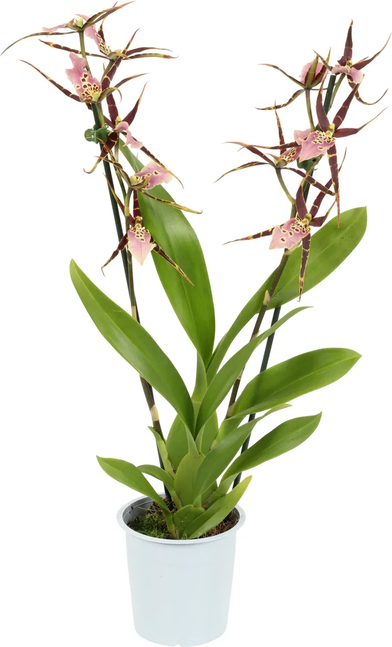 Brassia togrenet