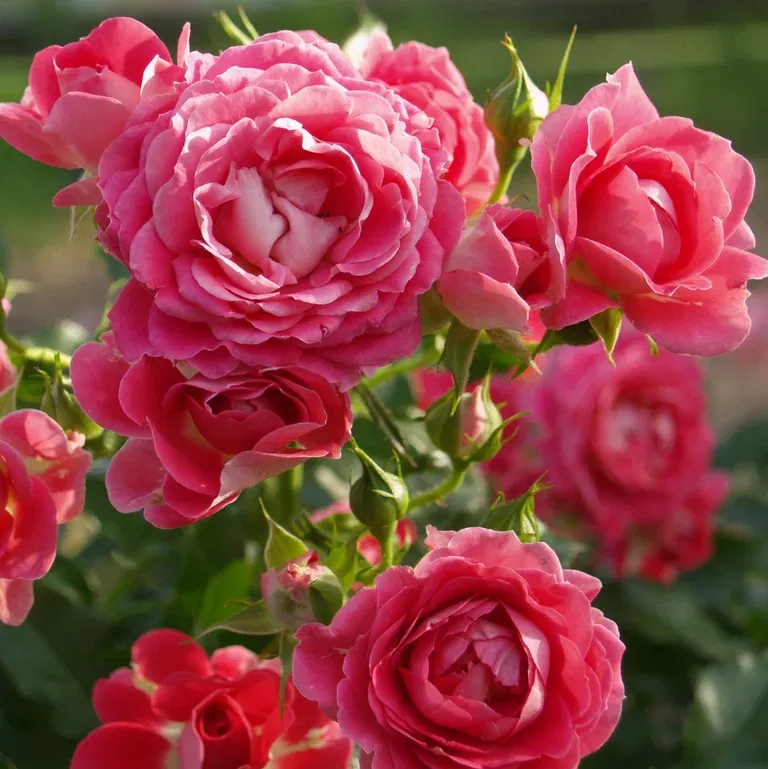 Terrasserose rosa