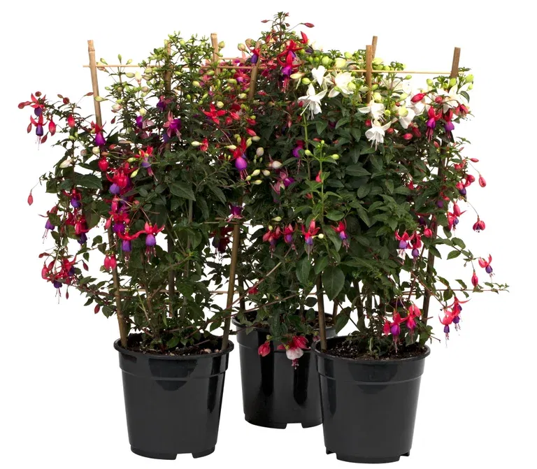 Fuchsia espalier