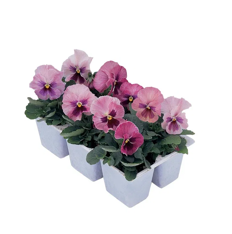 Stemorsblomst  ‘Rocky Marina Sunrise’ småblomstret