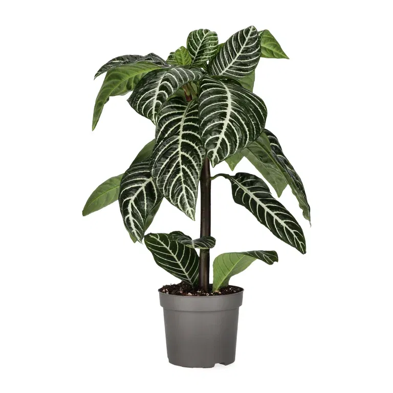 Aphelandra Botanica 13 cm