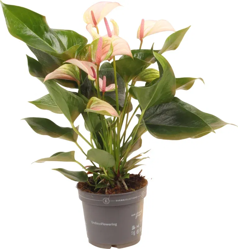 Flamingoblomst 'Joli Pulse'