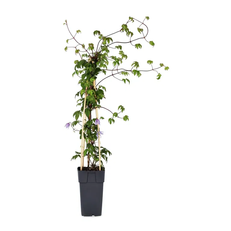 Clematis alpina 15cm