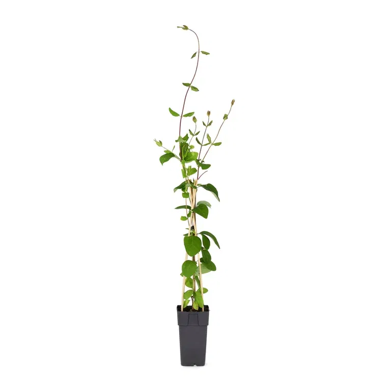 Lonicera x brownii 'Dropmore Scarlet' 15cm