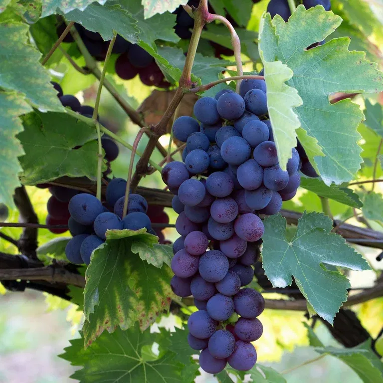 Labruscavinranke 'Regent'