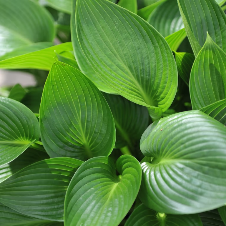 Bladlilje 'Devon Green'