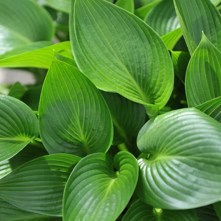 Bladlilje 'Devon Green'
