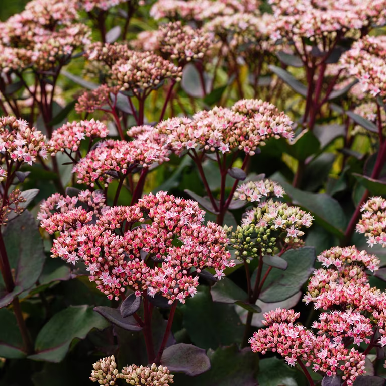 Hylotelephium telephium 'Hot Rose Dark Stems' 17cm