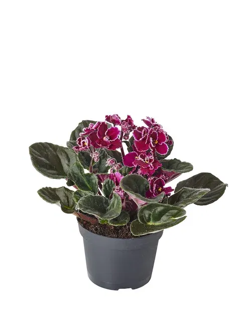 Saintpaulia ionantha Purple 10,5 cm