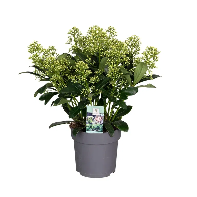 Skimmia 'Finchy'