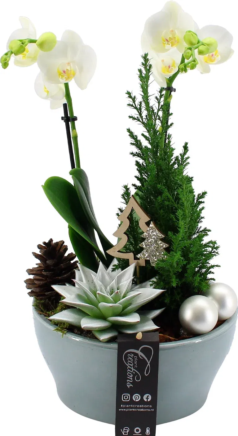 Orchid Phalaenopsis Arrangement in Decorative Planter