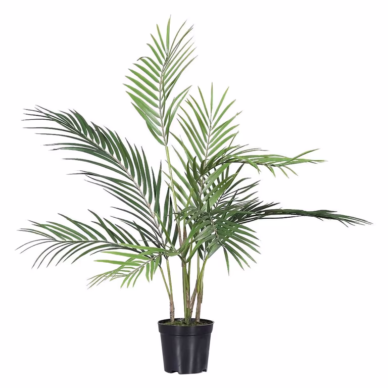Chico Palm potted H75 green