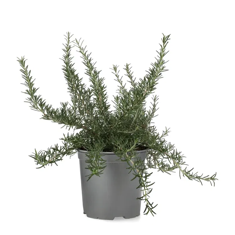 Rosmarin ‘Prostratus’