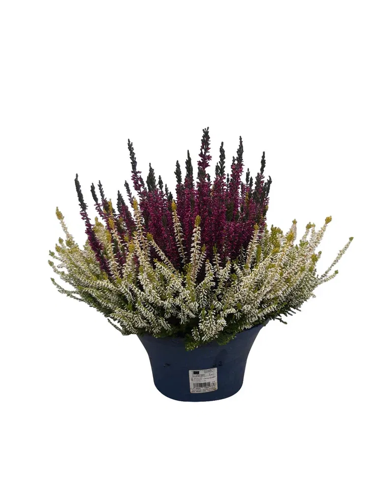 Røsslyng BEAUTY LADIES 'Color Crown' i skål