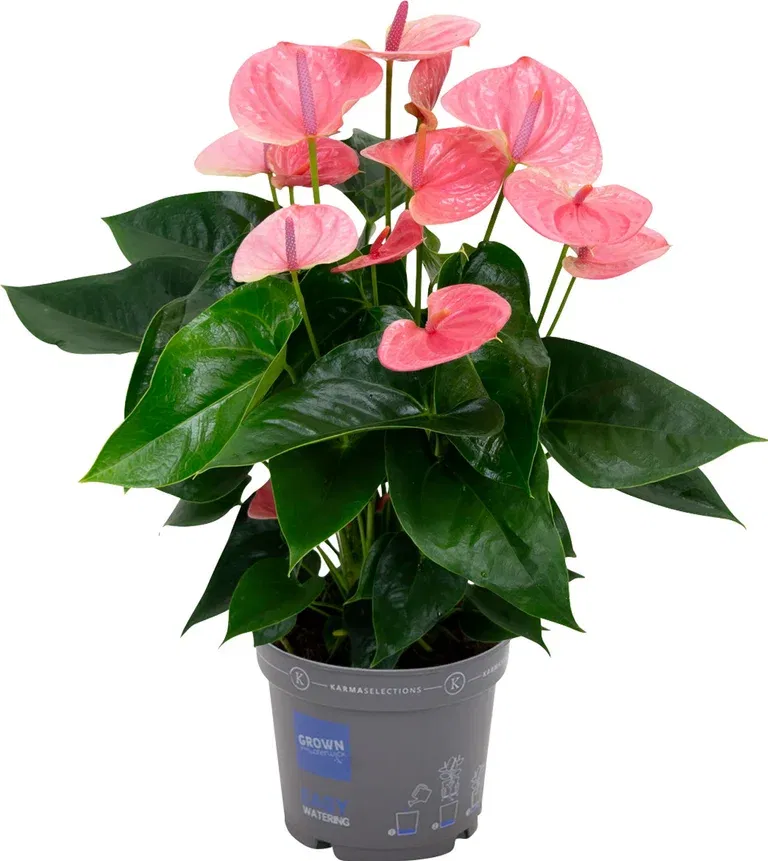 Flamingoblomst