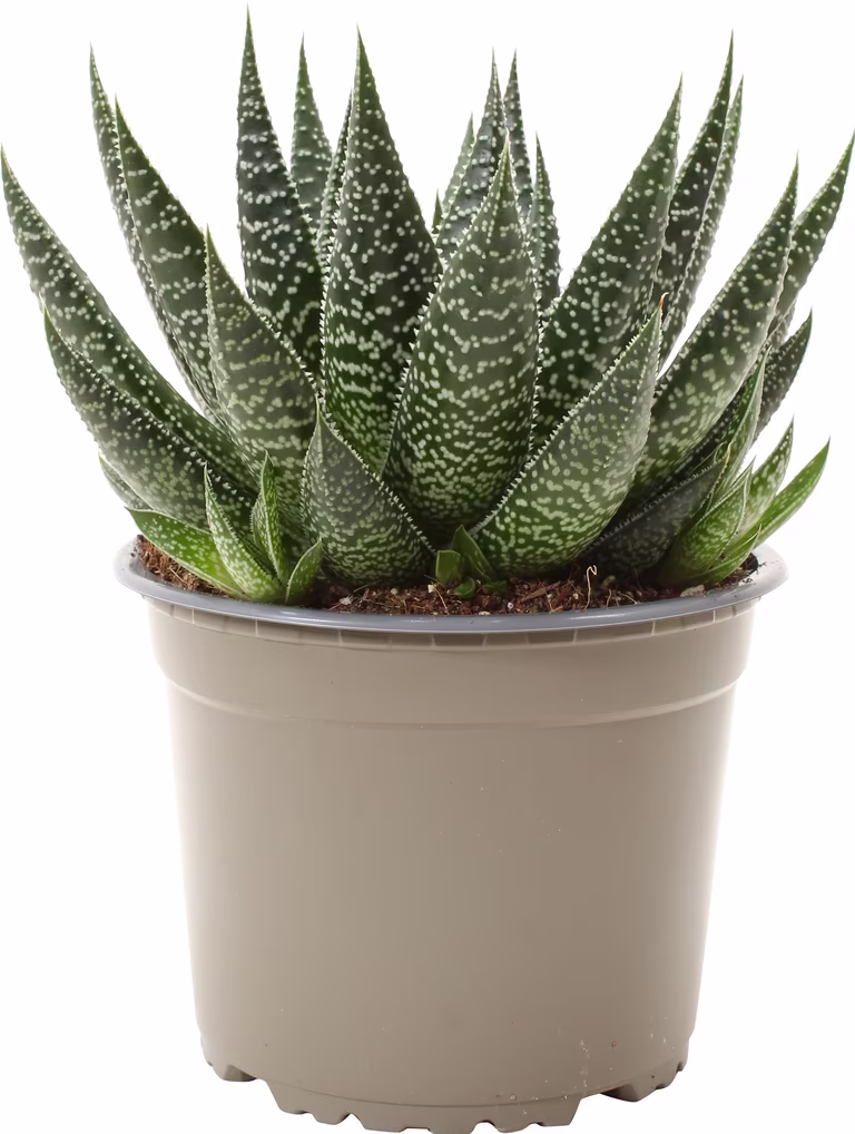 Gasteria Beguinii