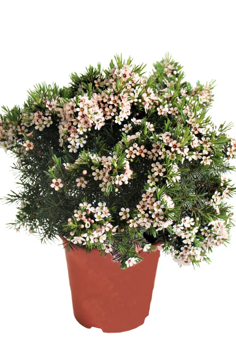 Waxflower 17 cm
