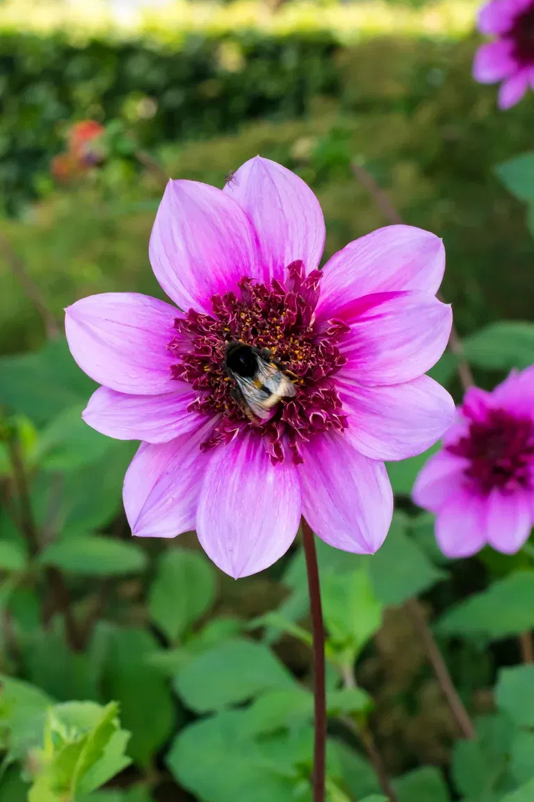 Georgine  'Blue Bayou'