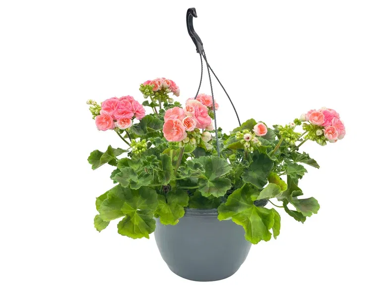 Pelargonia 'Astrid'