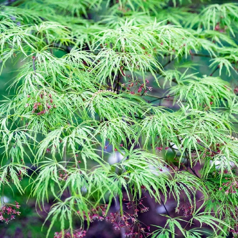 Acer palm. 'Dissectum' 80-100cm 29cm