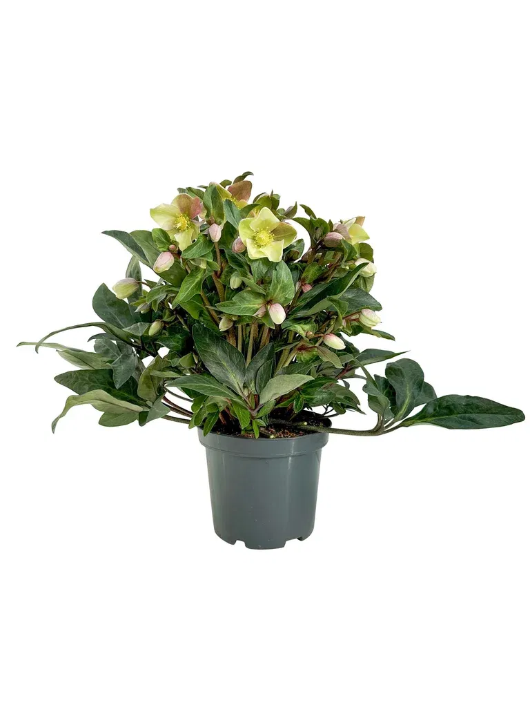 Julerose 'Beauty Princess'
