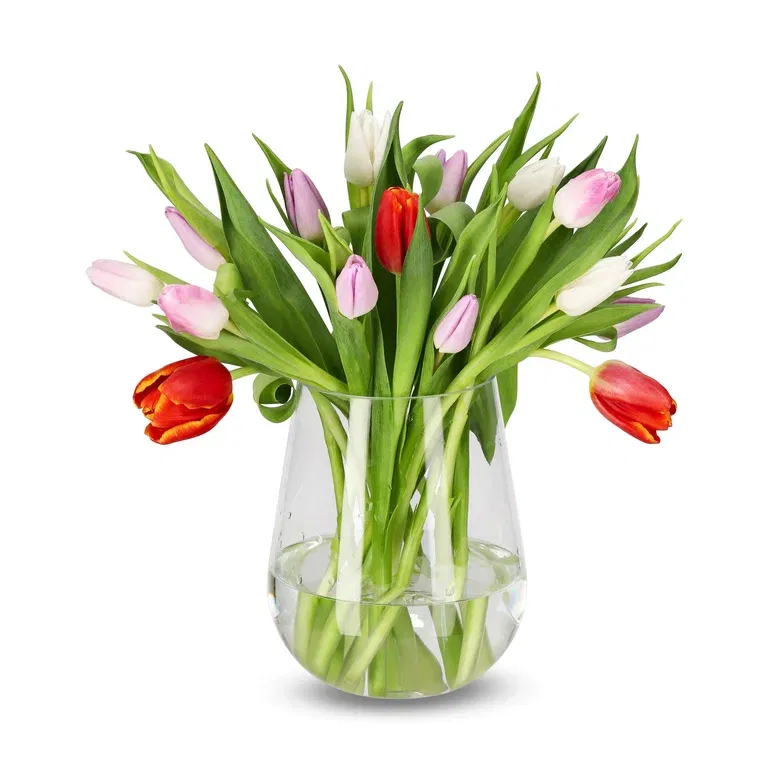 Tulipaner 15pk