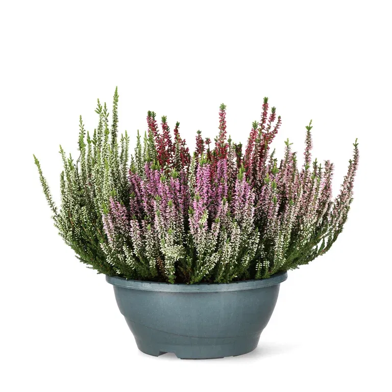 Calluna bowl 23 cm