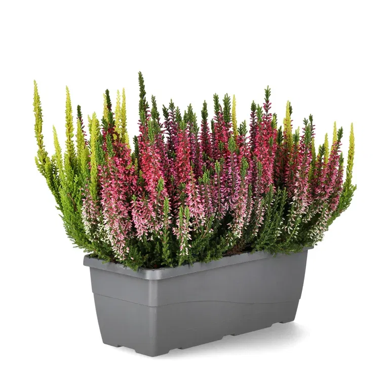 Calluna 'Beauty Ladies' balcony box trio 27 cm