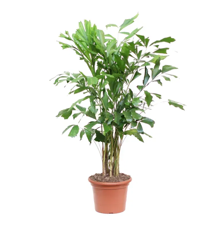 Caryota mitis 35 cm